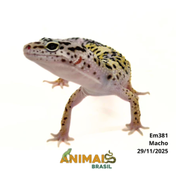 Gecko (Lagartixa Leopardo)...