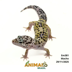 Gecko (Lagartixa Leopardo) - Em381 - Comum