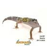 Gecko (Lagartixa Leopardo) - Em381 - Comum