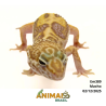 Gecko (Lagartixa Leopardo) - Em389 - Tremper Jungle