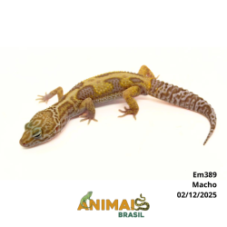 Gecko (Lagartixa Leopardo) - Em389 - Tremper Jungle