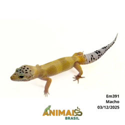 Gecko (Lagartixa Leopardo) - Em391 - Super Hypo Jungle