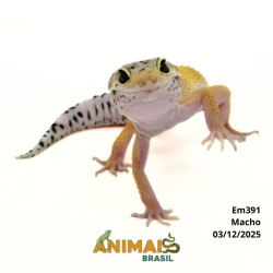 Gecko (Lagartixa Leopardo)...