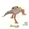 Gecko (Lagartixa Leopardo) - Em391 - Super Hypo Jungle