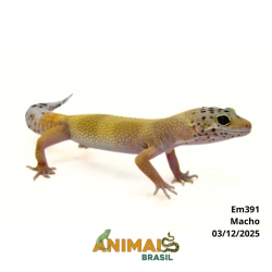 Gecko (Lagartixa Leopardo) - Em391 - Super Hypo Jungle