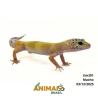 Gecko (Lagartixa Leopardo) - Em391 - Super Hypo Jungle
