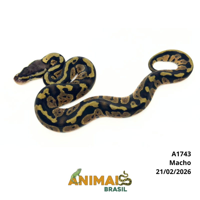 Píton bola - (Python regius) - A1743 - Pastel