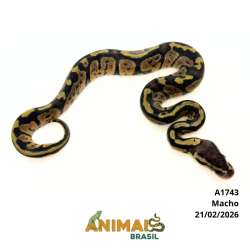 Píton bola - (Python regius) - A1743 - Pastel