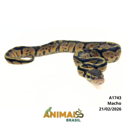Píton bola - (Python regius) - A1743 - Pastel