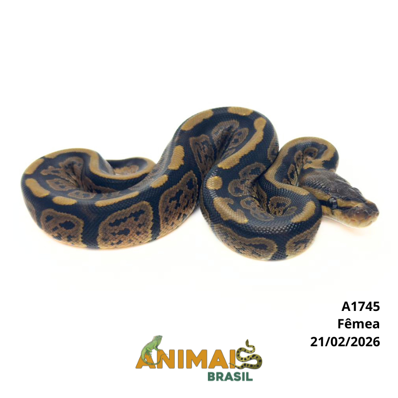 Píton bola - (Python regius) - A1745 - Black Pastel