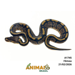 Píton bola - (Python regius) - A1745 - Black Pastel