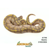 Píton bola - (Python regius) - A1746 - Banana Pastel