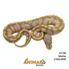 Píton bola - (Python regius) - A1746 - Banana Pastel