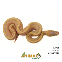 Píton bola - (Python regius) - A1765 - Banana Pinstripe YB