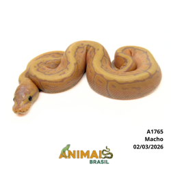 Píton bola - (Python regius) - A1765 - Banana Pinstripe YB