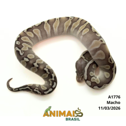 Píton bola - (Python regius) - A1776 - Lesser Pastel GHI