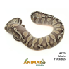 Píton bola - (Python regius) - A1776 - Lesser Pastel GHI