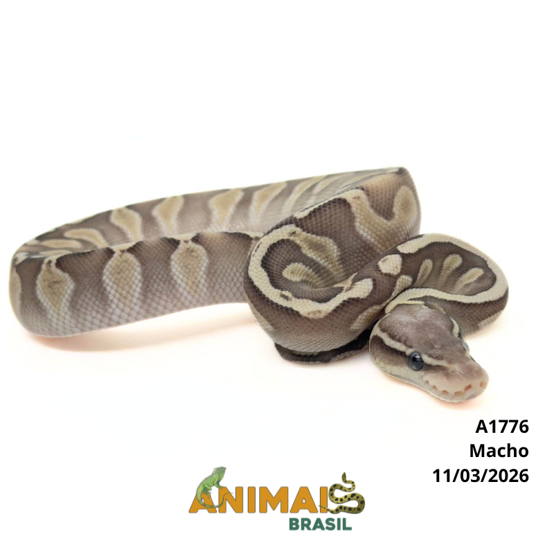 Píton bola - (Python regius) - A1776 - Lesser Pastel GHI