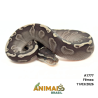 Píton bola - (Python regius) - A1777 - Lesser GHI