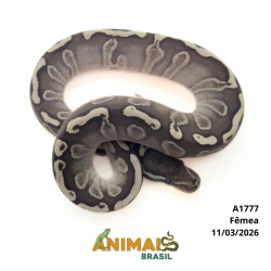 Píton bola - (Python regius) - A1777 - Lesser GHI
