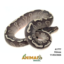 Píton bola - (Python regius) - A1777 - Lesser GHI