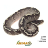 Píton bola - (Python regius) - A1777 - Lesser GHI