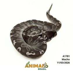 Píton bola - (Python regius) - A1781 - Lesser GHI
