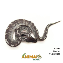 Píton bola - (Python regius) - A1781 - Lesser GHI