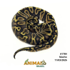 Píton bola - (Python regius) - A1784 - Pastel GHI