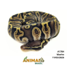 Píton bola - (Python regius) - A1784 - Pastel GHI