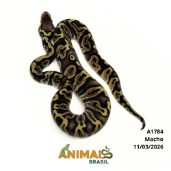 Píton bola - (Python regius) - A1784 - Pastel GHI