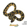 Píton bola - (Python regius) - A1785 - Pastel