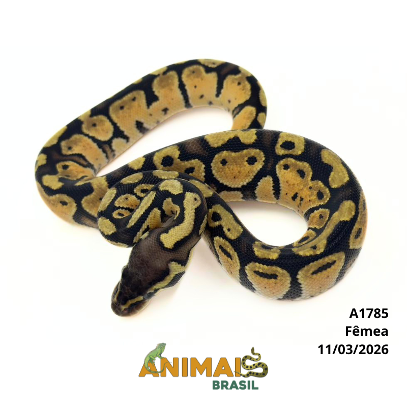 Píton bola - (Python regius) - A1785 - Pastel