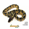 Píton bola - (Python regius) - A1785 - Pastel
