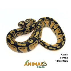 Píton bola - (Python regius) - A1785 - Pastel
