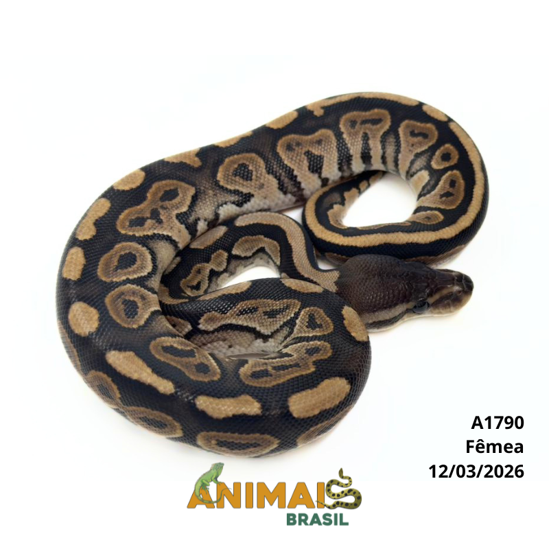 Píton bola - (Python regius) - A1790 - Cinnamon