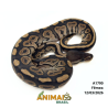 Píton bola - (Python regius) - A1790 - Cinnamon