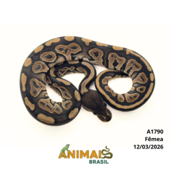 Píton bola - (Python regius) - A1790 - Cinnamon