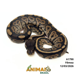 Píton bola - (Python regius) - A1790 - Cinnamon