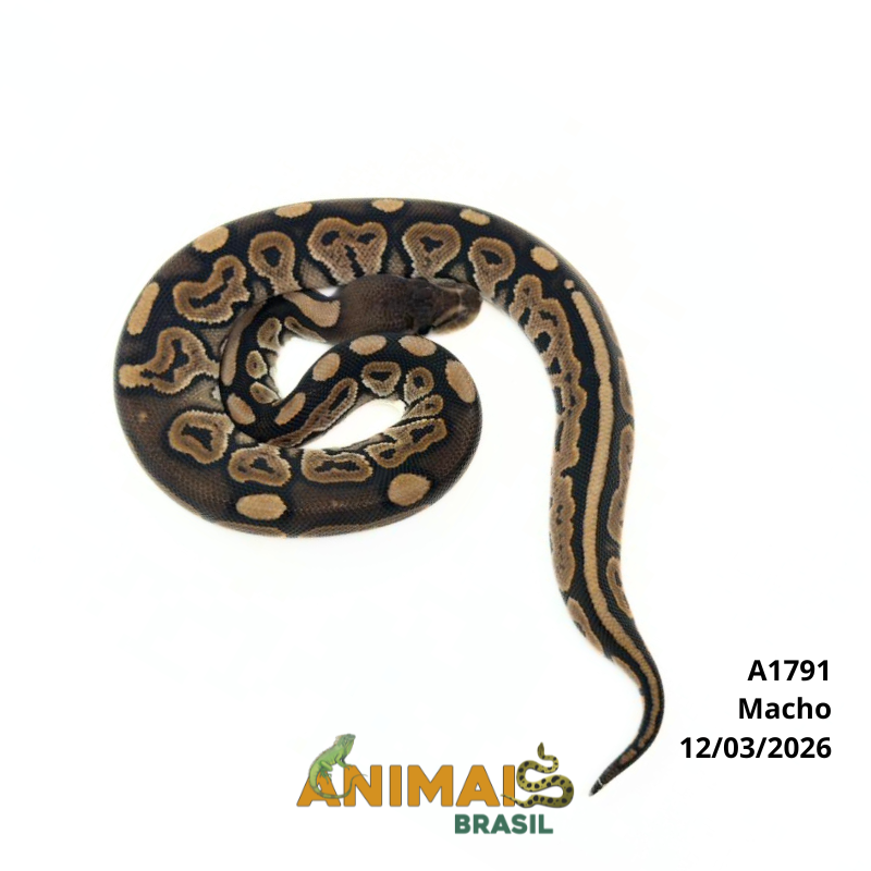 Píton bola - (Python regius) - A1791 - Cinnamon