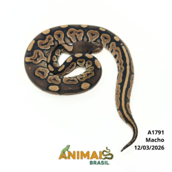 Píton bola - (Python regius) - A1791 - Cinnamon