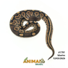 Píton bola - (Python regius) - A1791 - Cinnamon