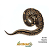 Píton bola - (Python regius) - A1791 - Cinnamon