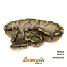Píton bola - (Python regius) - A1825 - Lesser