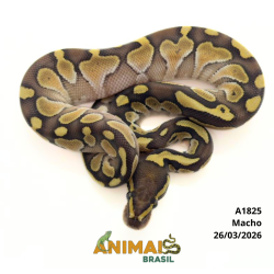 Píton bola - (Python regius) - A1825 - Lesser