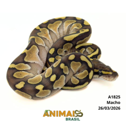 Píton bola - (Python regius) - A1825 - Lesser