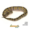Píton bola - (Python regius) - A1826 - Lesser