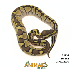 Píton bola - (Python regius) - A1826 - Lesser