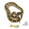 Píton bola - (Python regius) - A1826 - Lesser