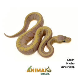 Píton bola - (Python regius) - A1831 - Banana Pastel Pinstripe